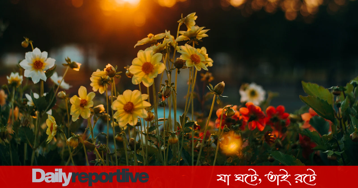 Dailyreporttm_20251215_112246_0000