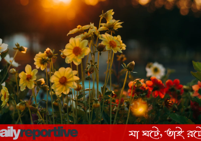 Dailyreporttm_20251215_112246_0000